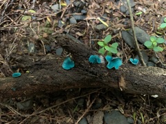 Chlorociboriaceae