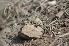 Microlophus peruvianus