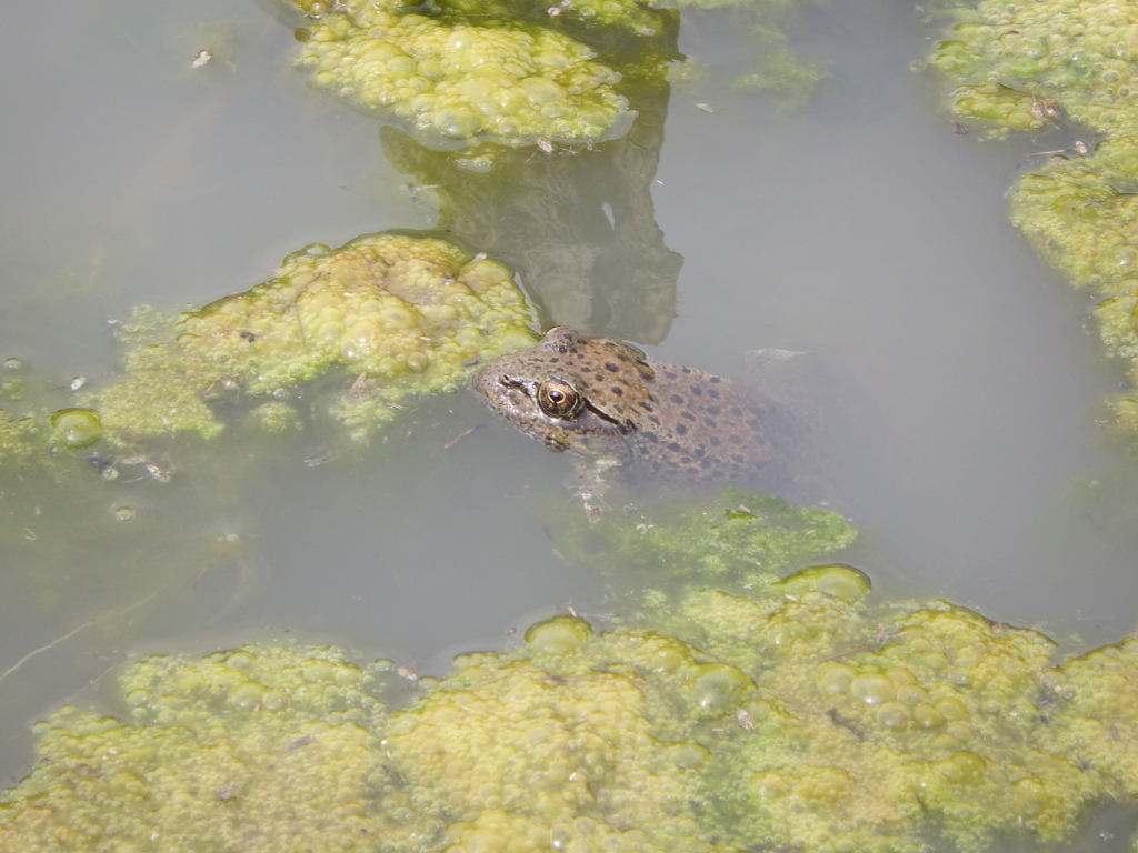 California Red-legged Frog in May 2018 by Zack Abbey · iNaturalist