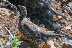 Dendragapus obscurus