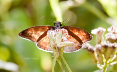 Anastrus sempiternus