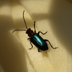 Pseudoluperus maculicollis