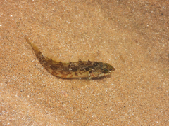 Hexagrammos agrammus