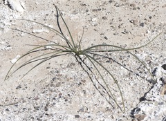 Calochortus striatus