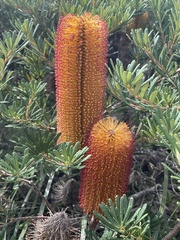 Banksia ericifolia