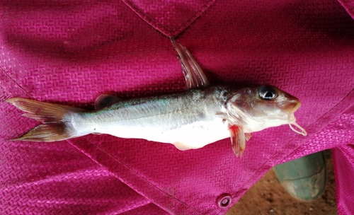 Donkere claroteid-meerval (Chrysichthys maurus) — Claroteidae — 2
