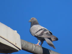 Columba livia domestica
