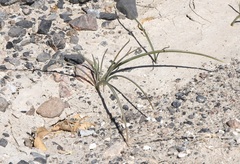 Calochortus striatus