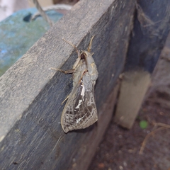 Abantiades atripalpis