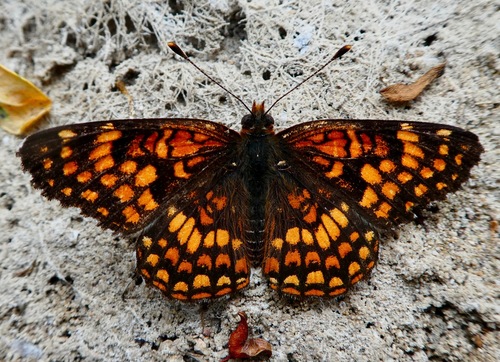Gabb's Checkerspot