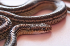 Baird's Patchnose Snake photo 3
