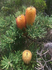 Banksia ericifolia