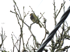 Tiaris olivaceus