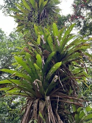 Vriesea elata