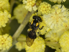 Leioproctus irroratus