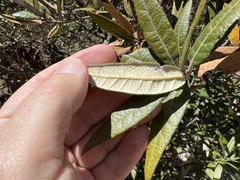 Quercus hypoleucoides