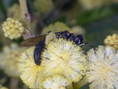 Leioproctus irroratus