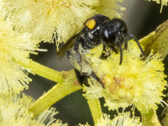 Leioproctus irroratus