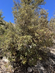 Quercus hypoleucoides