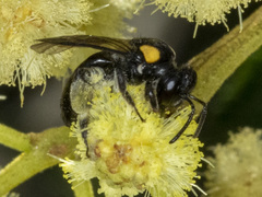 Leioproctus irroratus