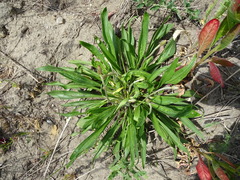 Plantago lanceolata