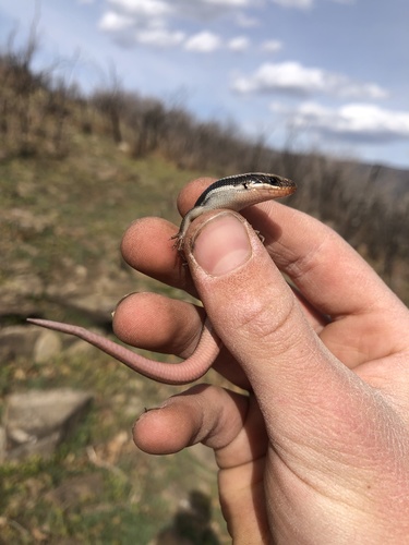 Western Skink, Utah, US, photo 7 of 10