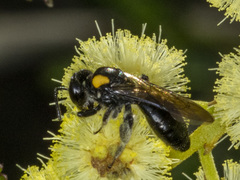 Leioproctus irroratus