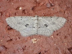 Poecilasthena scoliota