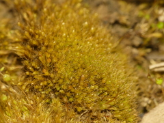 Pleuridium subulatum