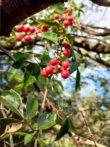 Paullinia elegans (Paullinia elegans)