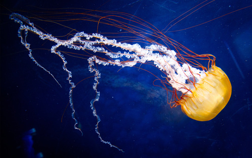 Pacific Sea Nettle, photo 3 of 9