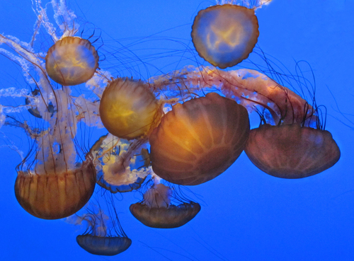 Pacific Sea Nettle, photo 4 of 9