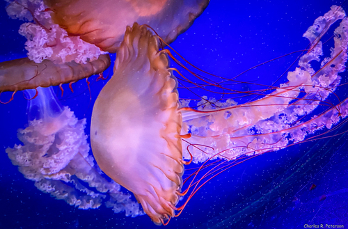 Pacific Sea Nettle, photo 9 of 9