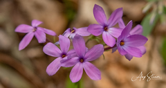 Phlox stolonifera
