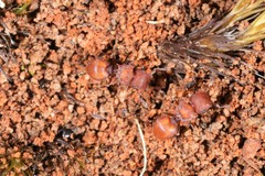 Meranoplus oceanicus