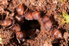 Meranoplus oceanicus