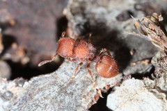 Meranoplus oceanicus