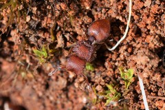 Meranoplus oceanicus