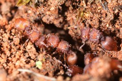 Meranoplus oceanicus