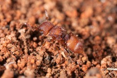 Meranoplus oceanicus