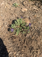 Phacelia curvipes