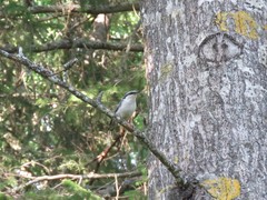 Sitta europaea europaea