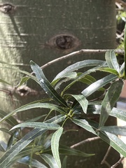 Brachychiton rupestris