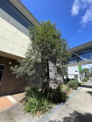 Brachychiton rupestris