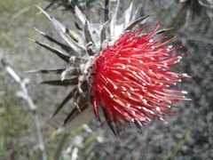 Cirsium occidentale