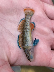 Etheostoma artesiae