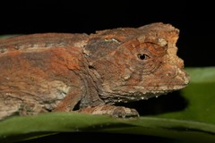 Antakarana Leaf Chameleon photo 2
