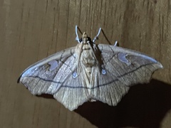 Midilinae