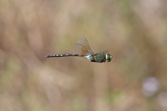 Anax gibbosulus