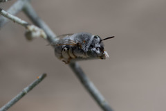 Anthophora hololeuca